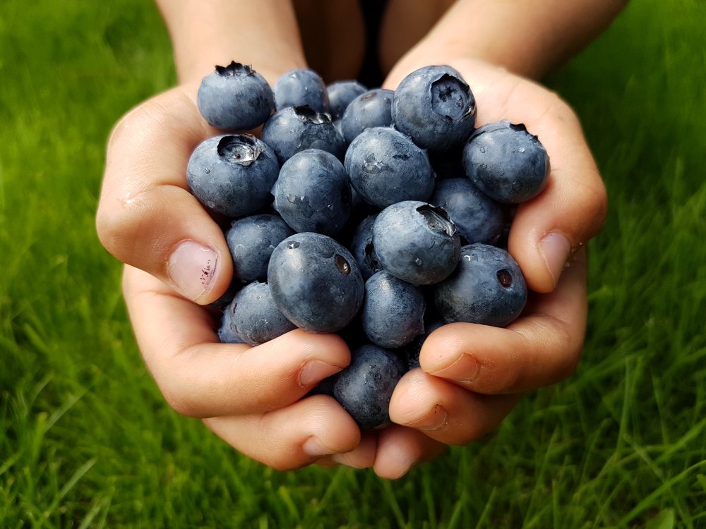 Hands holding a large handful of fresh blueberries against a grassy background.
