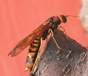 A pigeon tremex adult on a tree branch with a bright peach pink background.