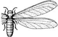 A picture drawing of a winged termite.