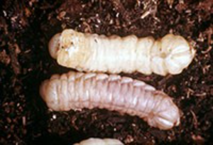 Pigeon tremex larva in brown dirt.