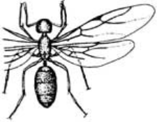 A picture drawing of a winged ant.