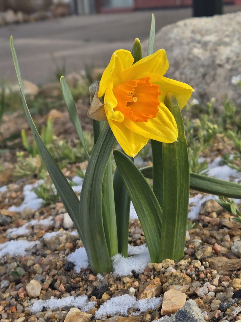 daffodil in bloom