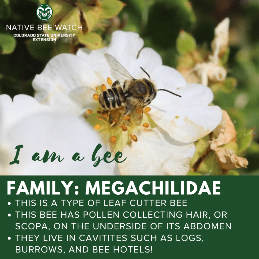 Native Bee Watch Social Media Graphic 2