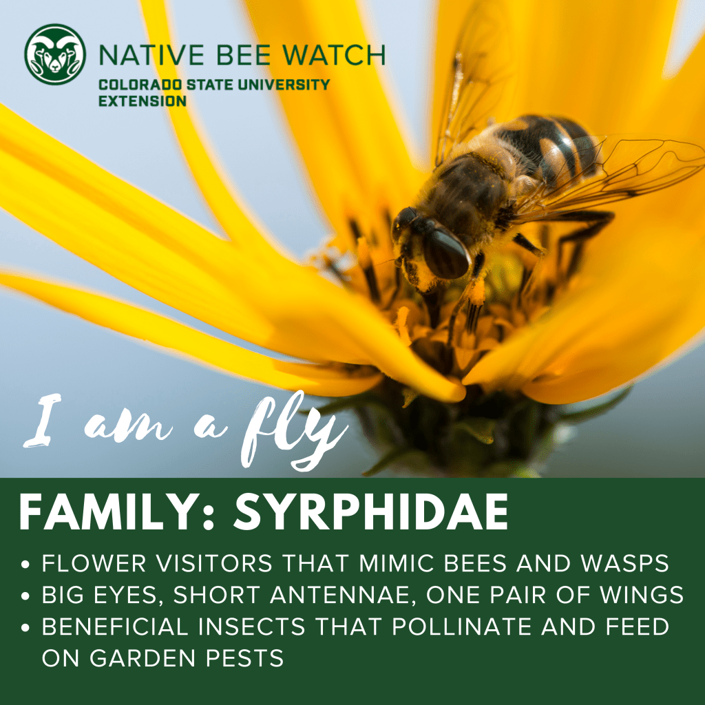 Native Bee Watch Social Media Graphic 1