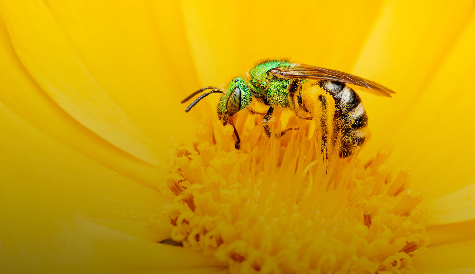 A native green bee collects pollen on a flower