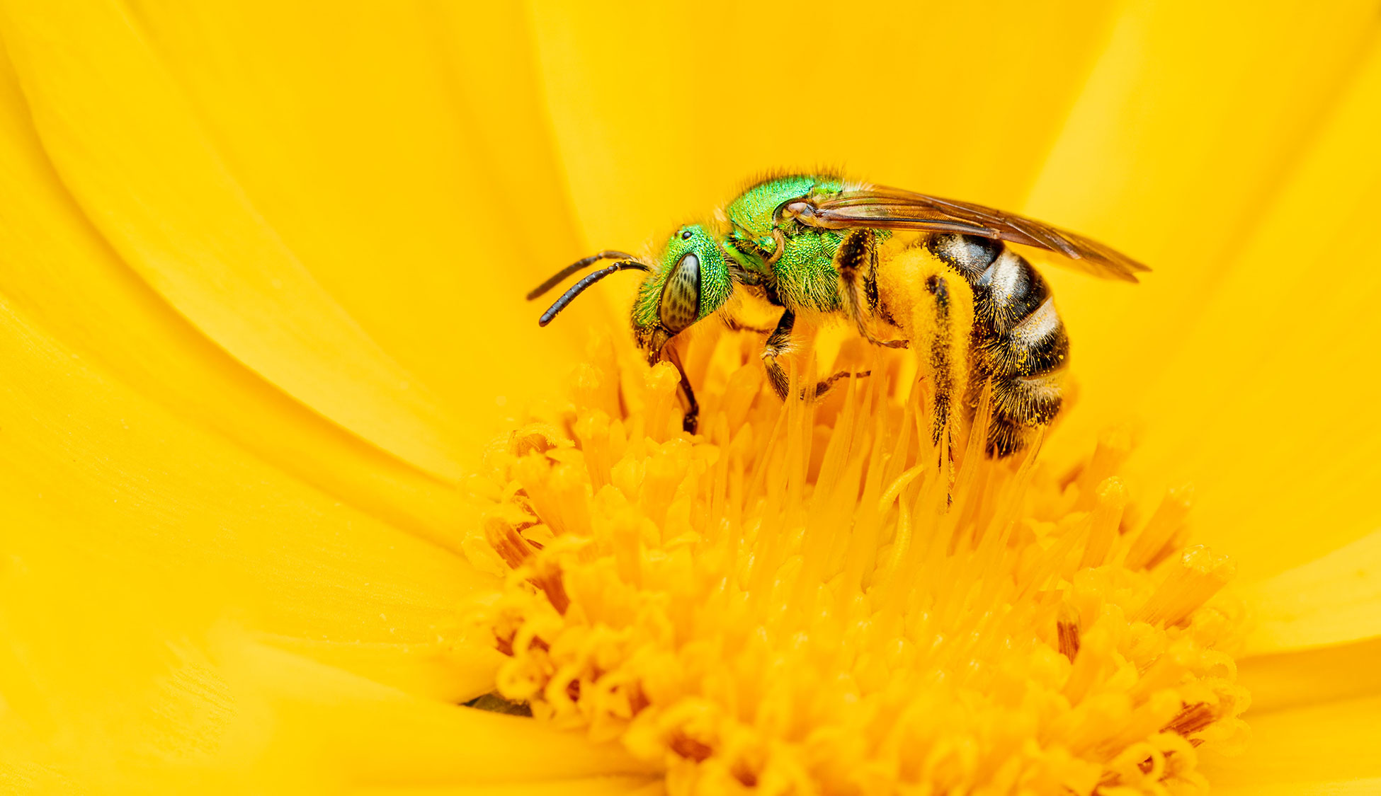 Native Bee Watch Community Science Program | CSU Extension