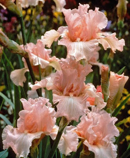 Several pale pink iris flowers in bloom, with ruffled petals and green foliage in the background.