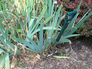 Garden fork placed beside an iris plant with long green leaves growing in a mulched garden bed.