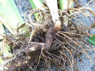 Close-up of an iris rhizome with roots exposed, showing underground stems and new plant growth.