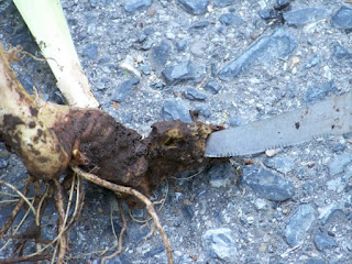 Close-up of an iris rhizome being cut with a knife to divide the plant for propagation.