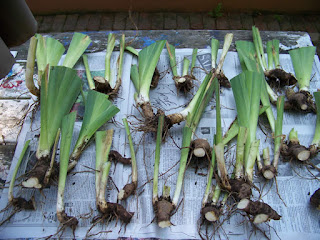 Several iris plant divisions with trimmed leaves and exposed roots laid out on newspaper for transplanting.