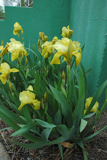 Yellow iris flowers blooming in a garden bed, with long green leaves growing against a green wall.