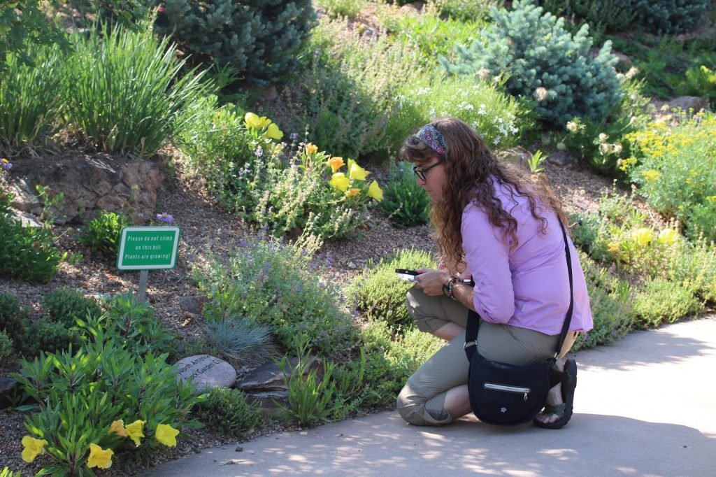 A volunteer looks for native bees in the Colorado landscape