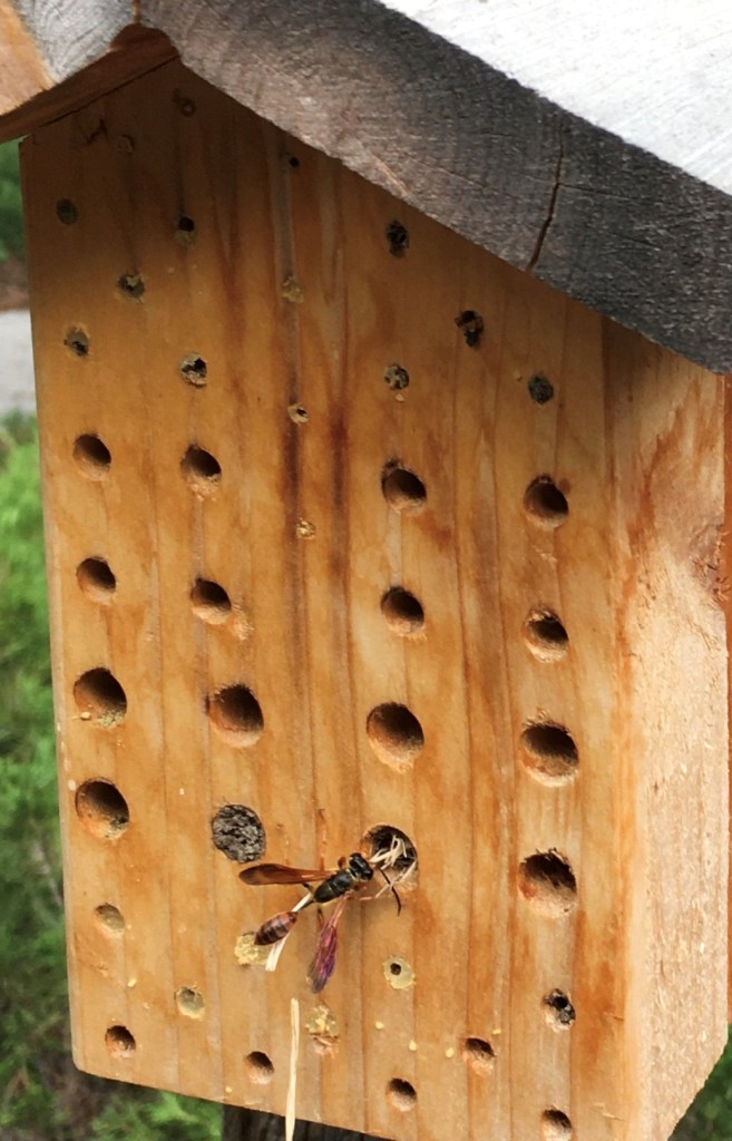 A solitary hunting wasp nesting in a bee hotel