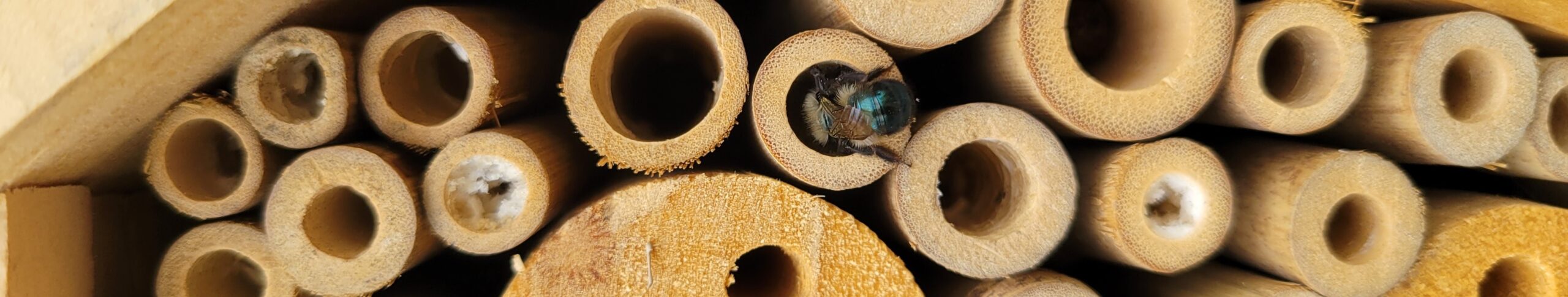 Closeup view of a bee hotel crafted of wood