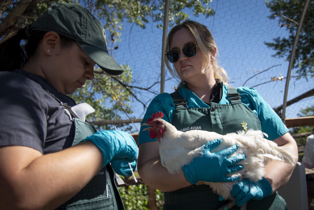 Members of the Colorado Avian Health Program prepare to test a chicken for avian influenza