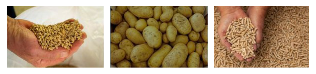 Alternative Cattle Feeds