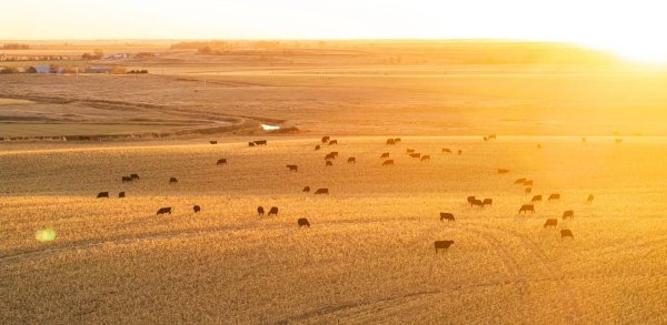 Cattle in golden field