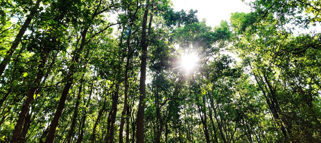 A canopy of trees as seen from within a forest