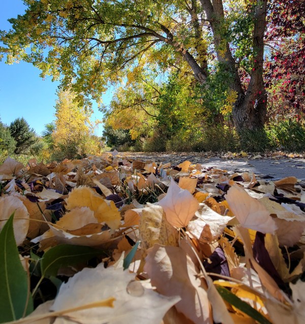 A close up view of fallen leaves on the ground