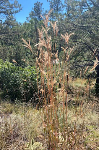 Big bluestem full height