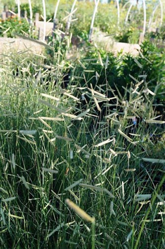 Blue grama seedheads