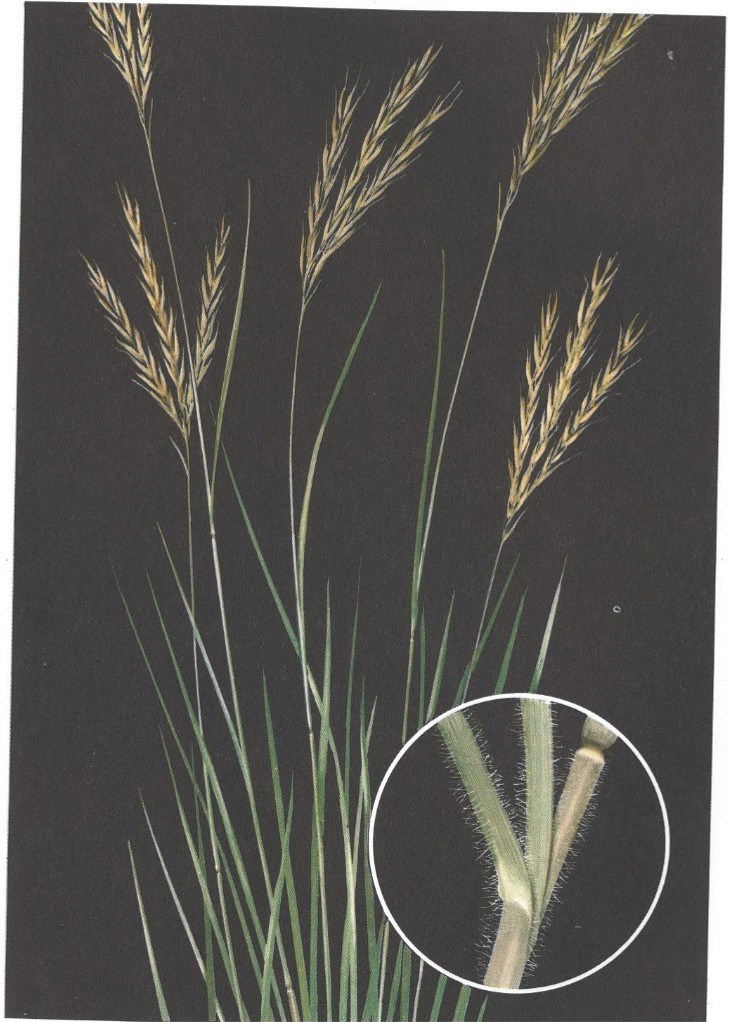 Bluestem, Big