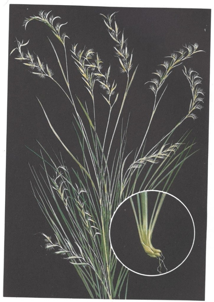 Bluestem, Little