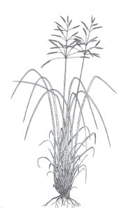 Brome, Meadow