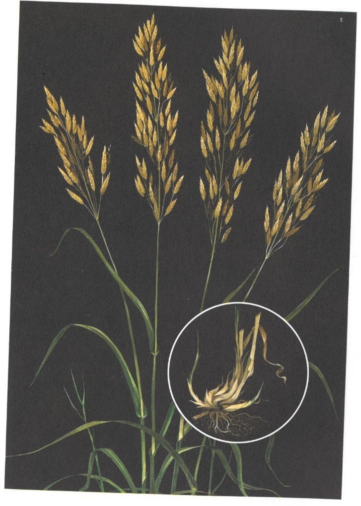 Brome, Smooth