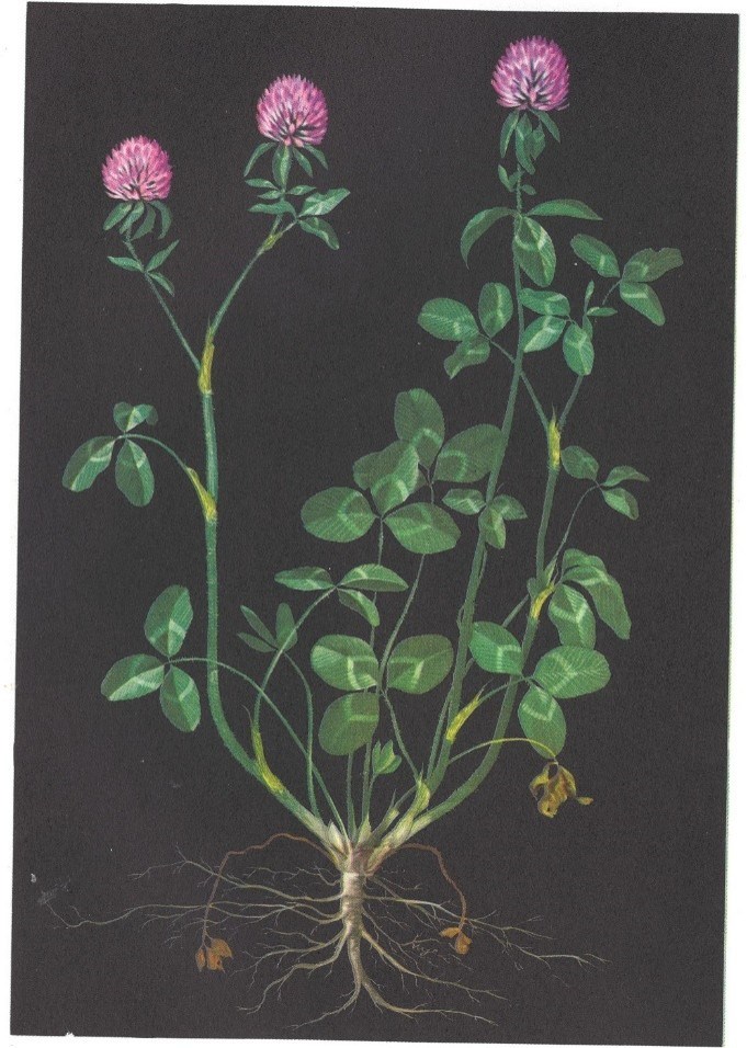 Red Clover