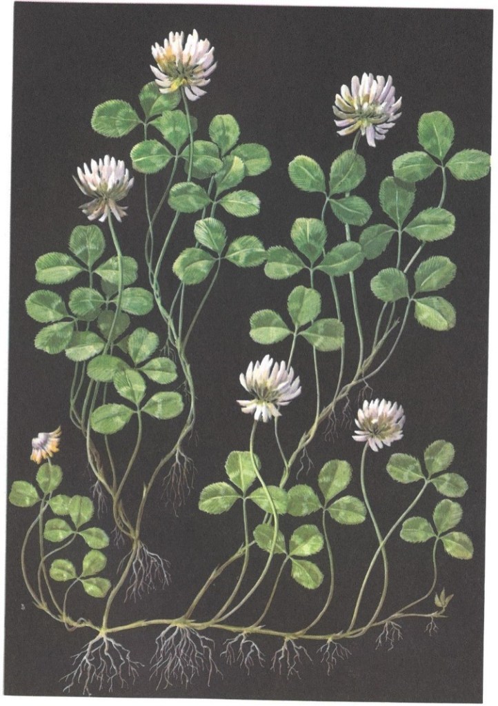 White Clover