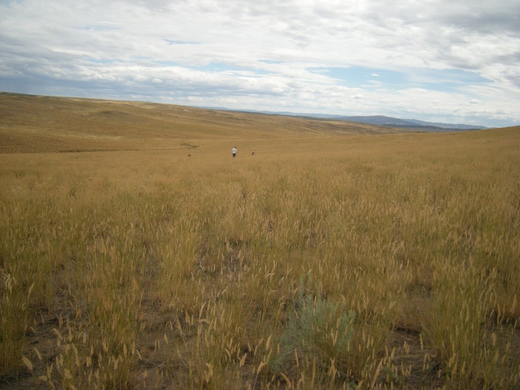 Crested wheatgrass monoculture