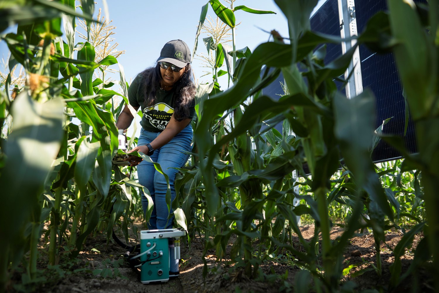 CSU Extension intern Dewanshi Kumari out in a field of crops.
