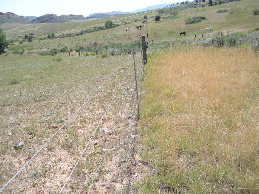 Dryland pasture