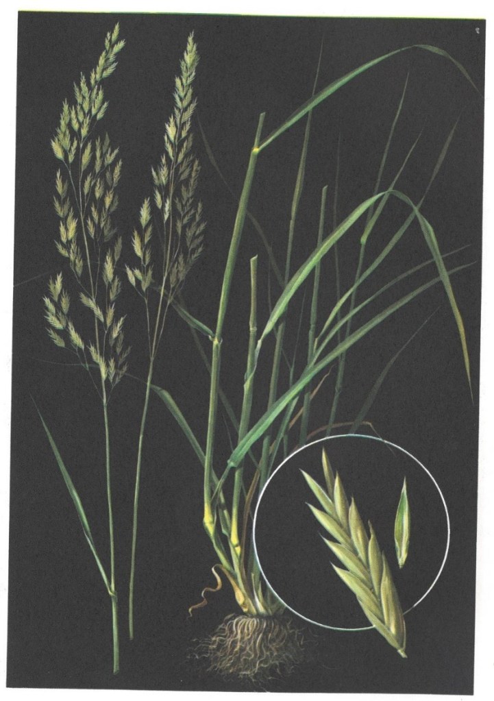 Fescue, Tall