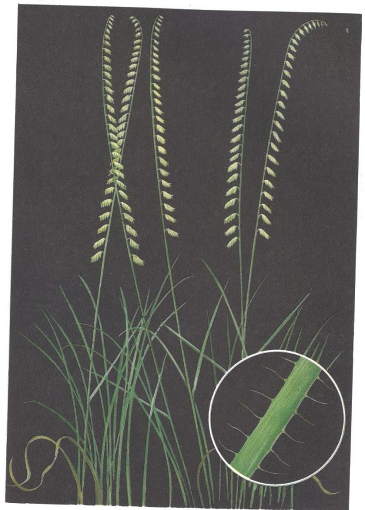 Grama Sideoats