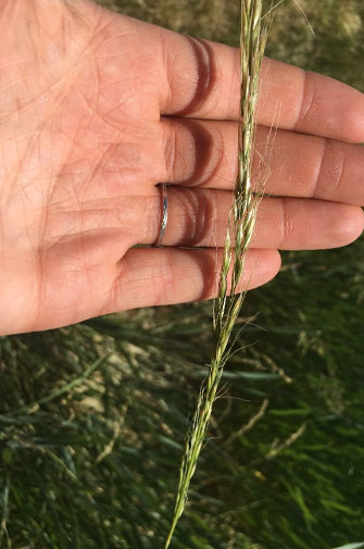 Green needlegrass seedhead