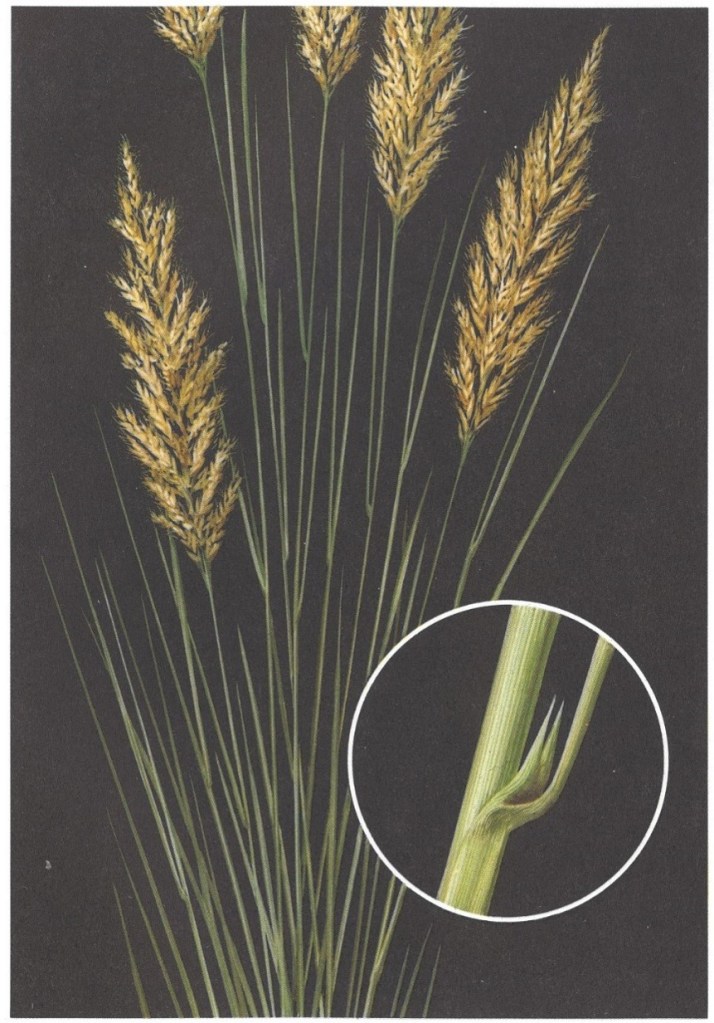 Indiangrass, Yellow