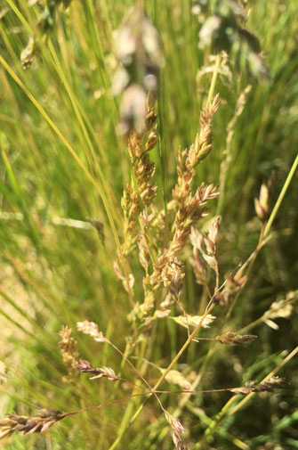 Kentucky bluegrass seedhead