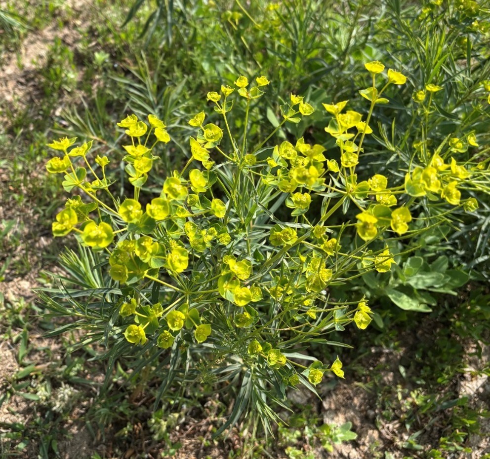Leafy spurge noxious weed 