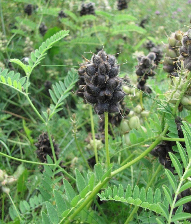 Cicer Milkvetch