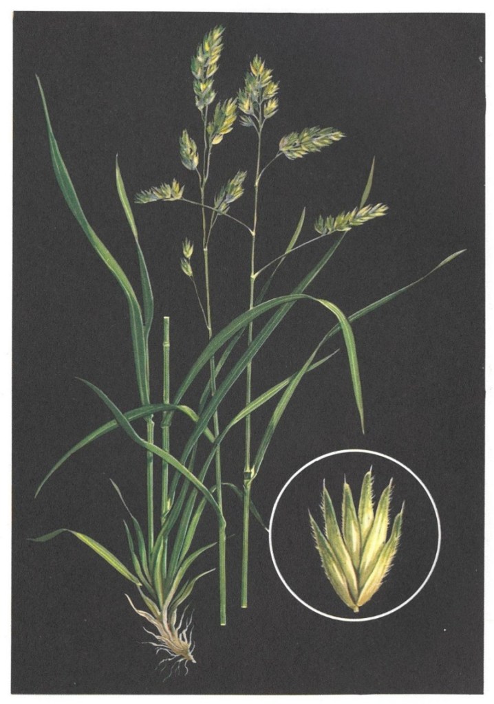 Orchardgrass
