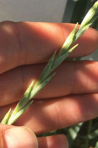 Pubescent wheatgrass seedhead