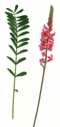 Sainfoin