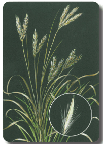 Sand Bluestem