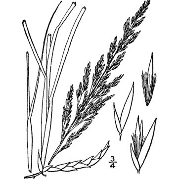 Sandreed, Prairie