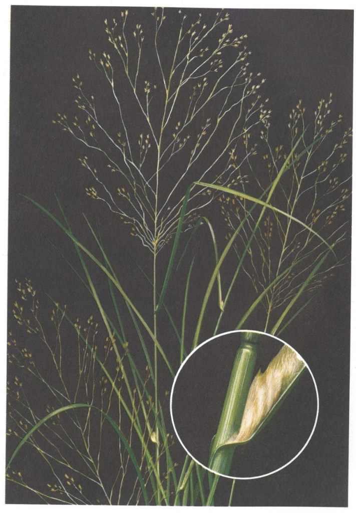 Switchgrass