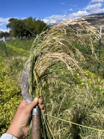 Teff