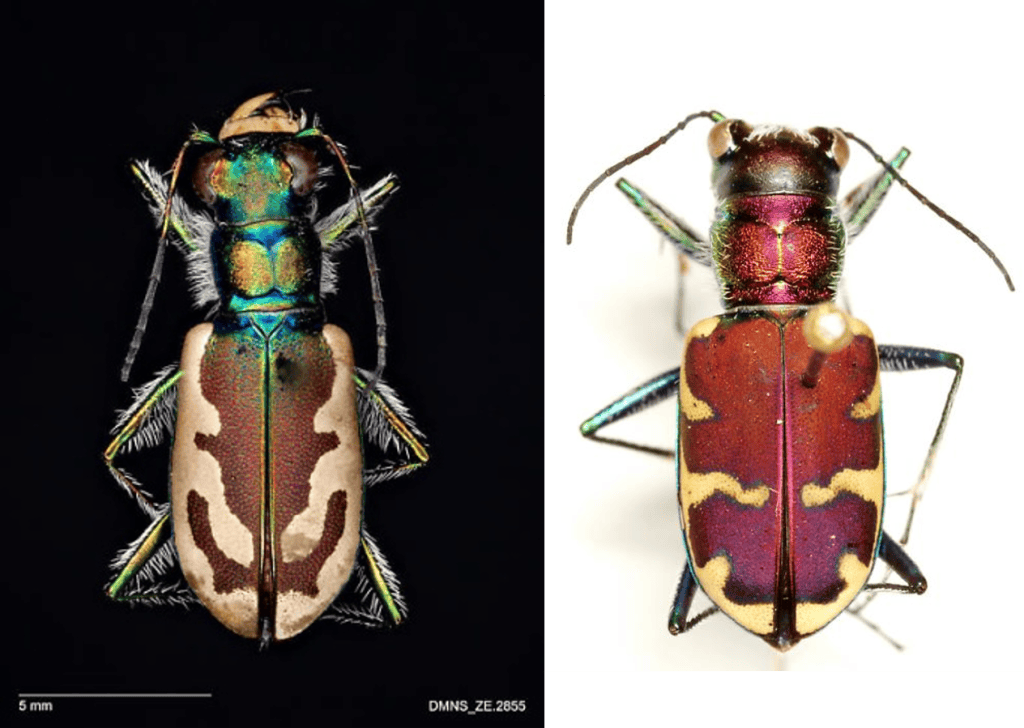 Cicindela theatina